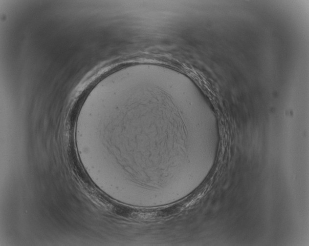 X0000083980295200703161604