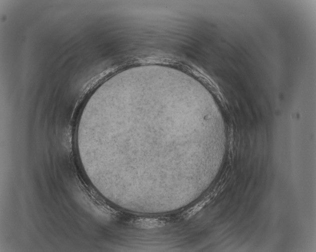 X0000083980298200703161604