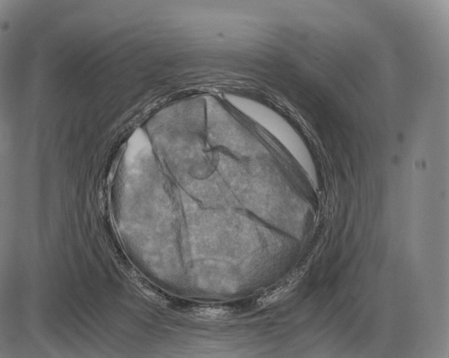 X0000083980313200703161604