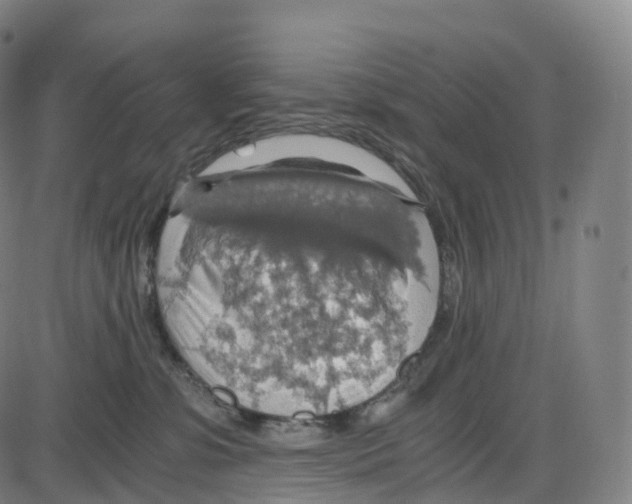 X0000083980331200703161603