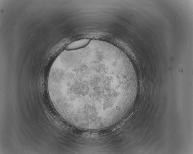 X0000083980354200703161603