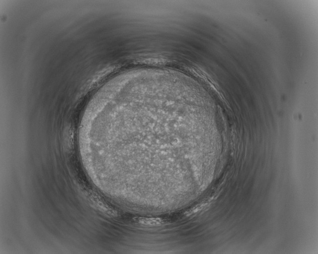 X0000083980355200703161603