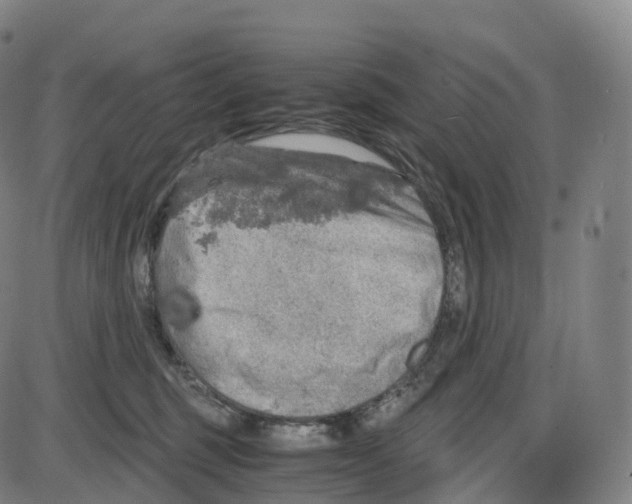 X0000083980375200703161603