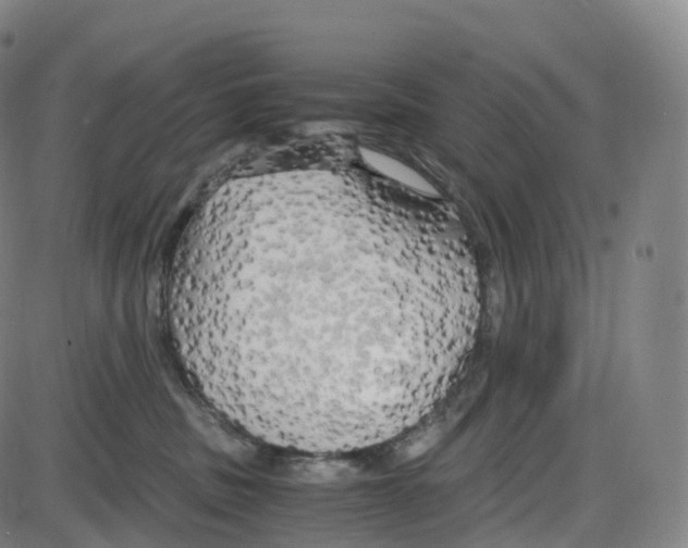 X0000083980379200703161603