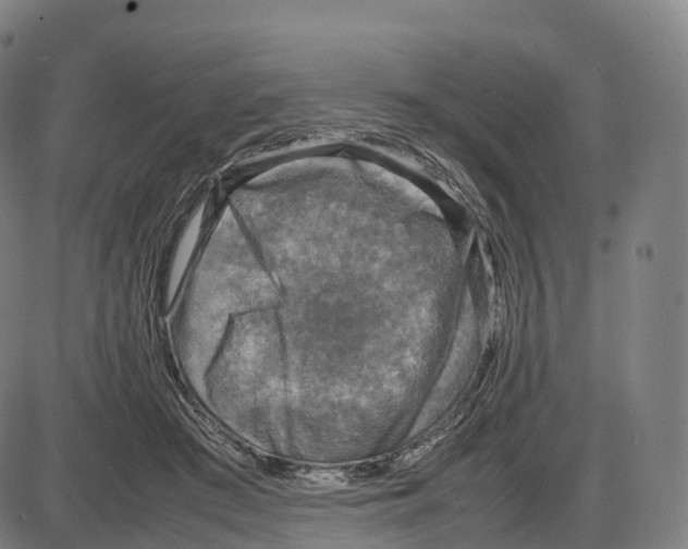 X0000083980409200703161602