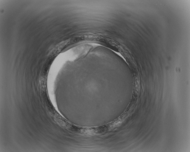 X0000083980419200703161602