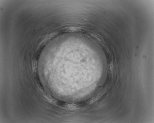 X0000083980423200703161602