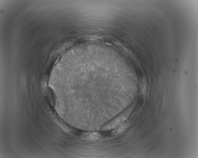 X0000083980427200703161602