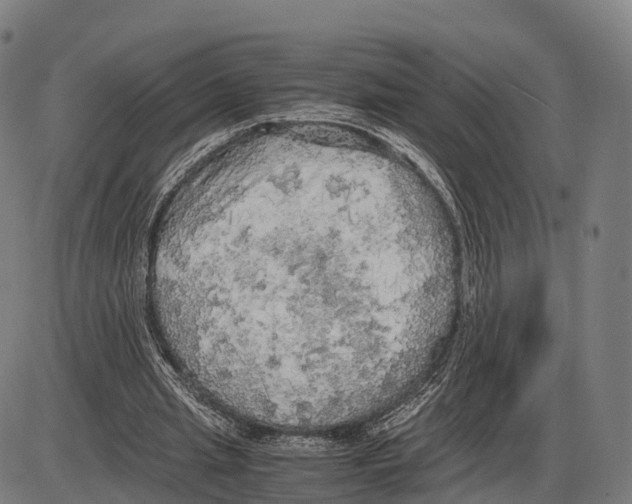 X0000083980437200703161601