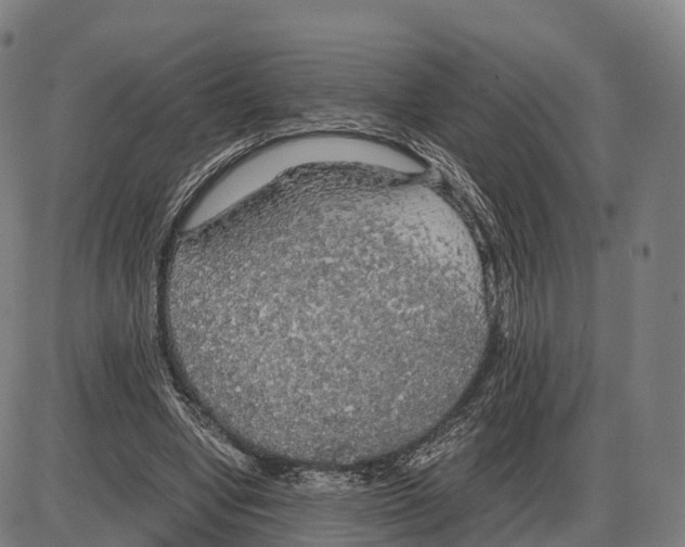 X0000083980442200703161601