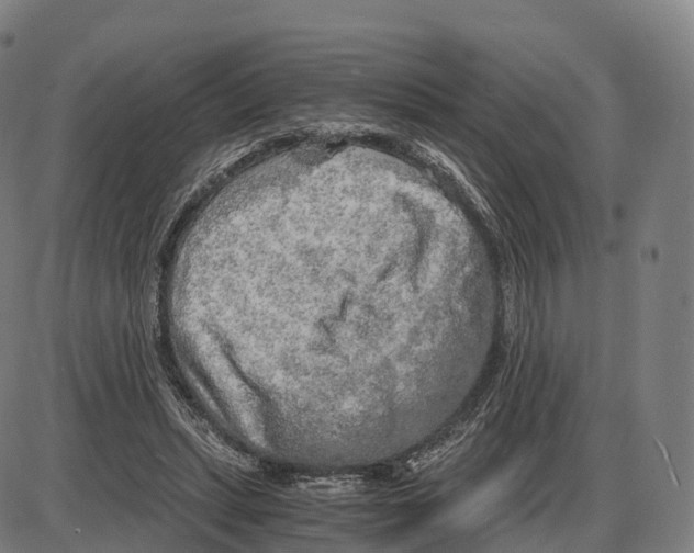 X0000083980447200703161601