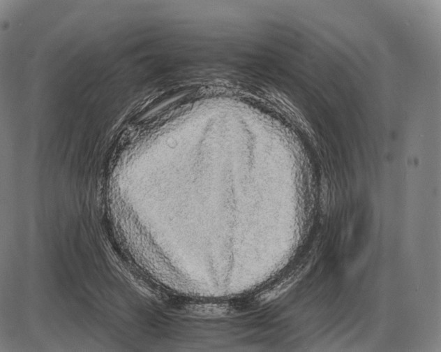 X0000083980449200703161601