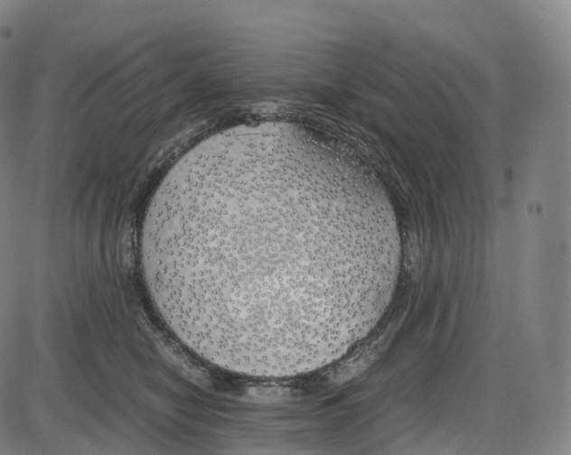 X0000083980470200703161601