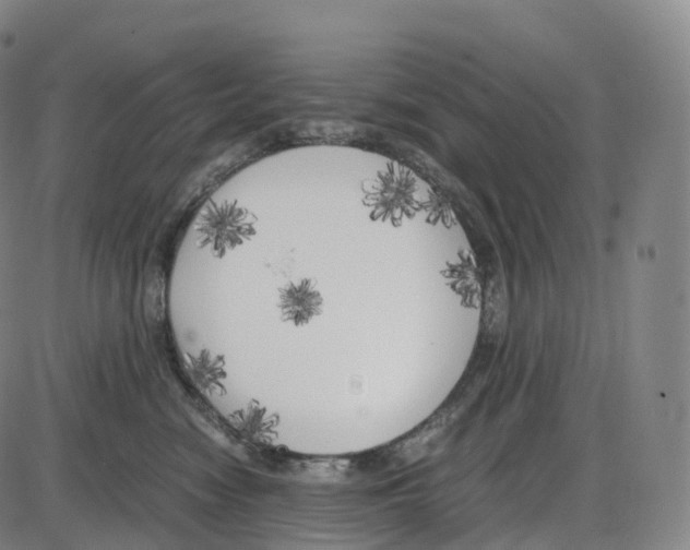 X0000083980474200703161602
