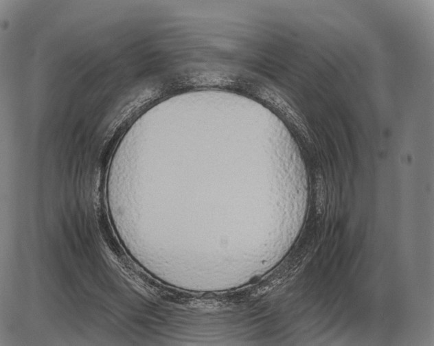 X0000083980490200703161601