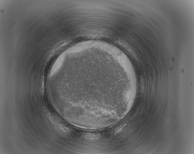 X0000083980494200703161601