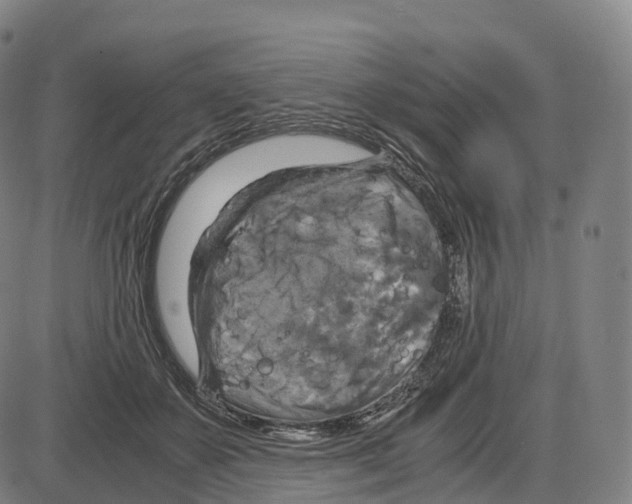 X0000083980507200703161600