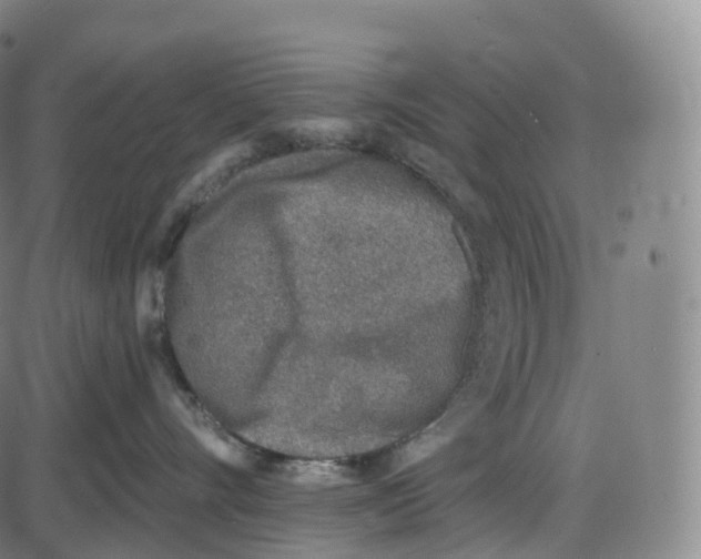 X0000083980528200703161600