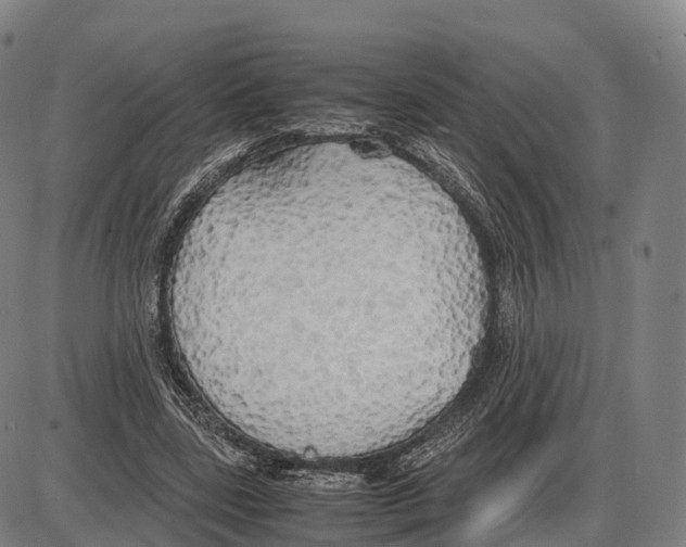 X0000083980539200703161559