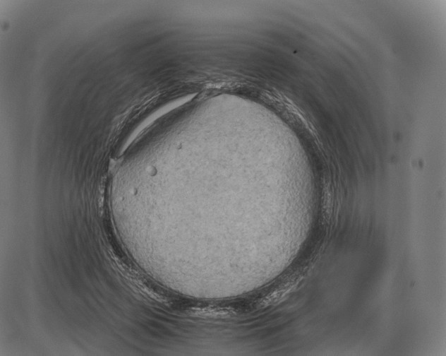 X0000083980545200703161559