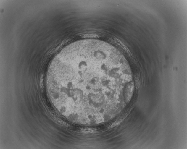 X0000083980549200703161559