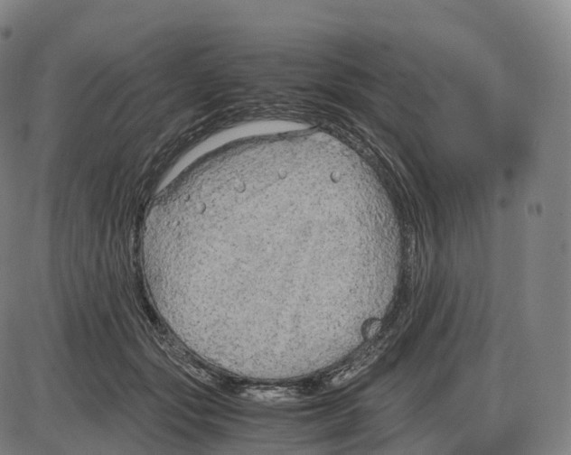 X0000083980557200703161600