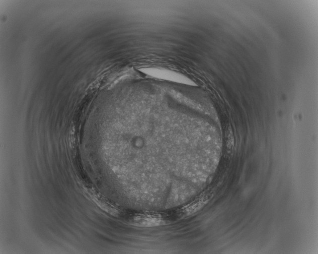 X0000083980559200703161600