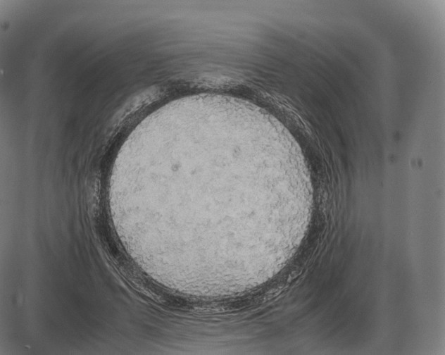 X0000083980591200703161559