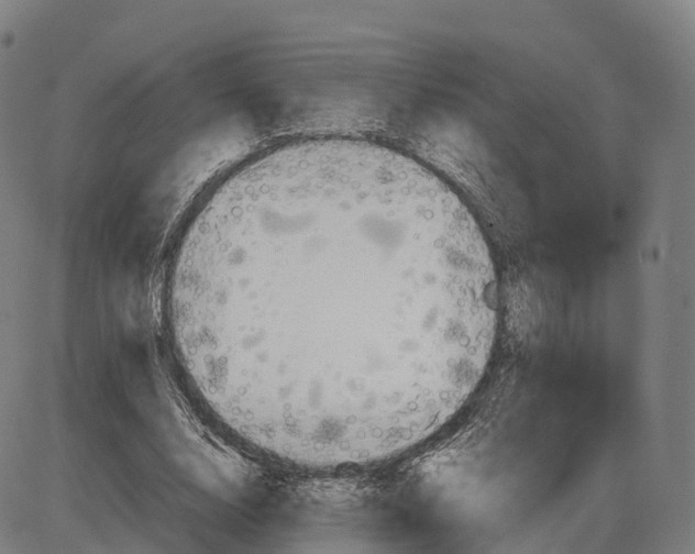 X0000083980632200703161558