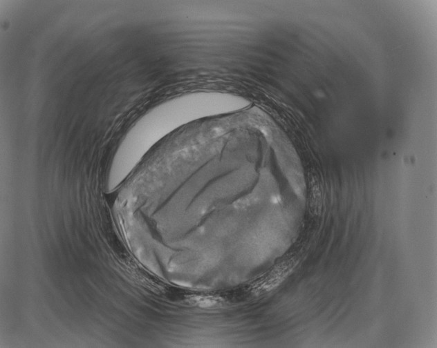 X0000083980654200703161558