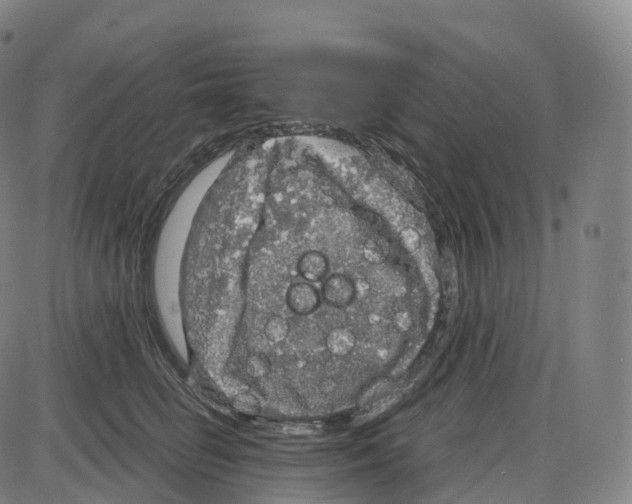 X0000083980662200703161558