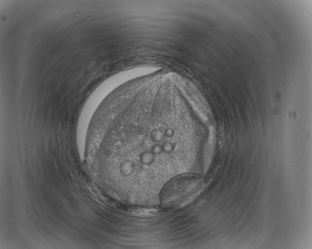 X0000083980664200703161558