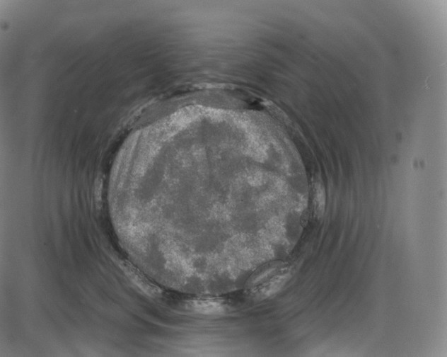 X0000083980668200703161558