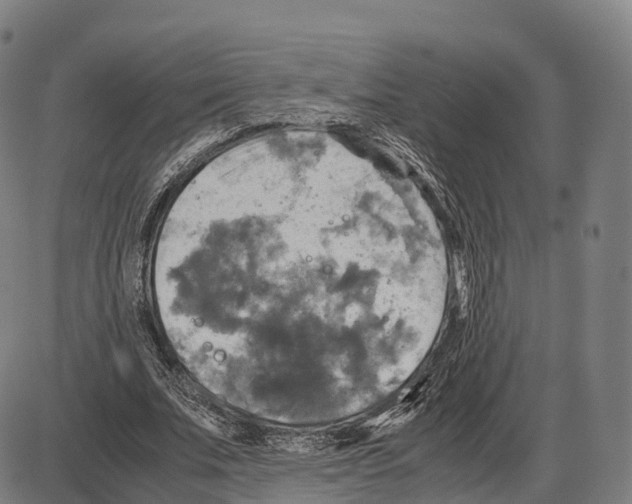 X0000083980679200703161557