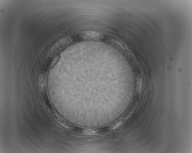 X0000083980701200703161557