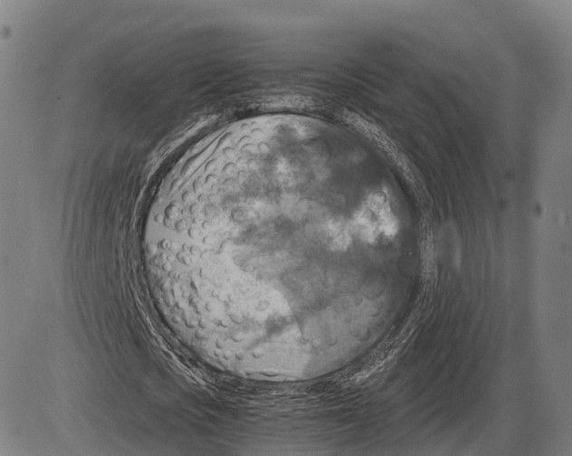 X0000083980721200703161556