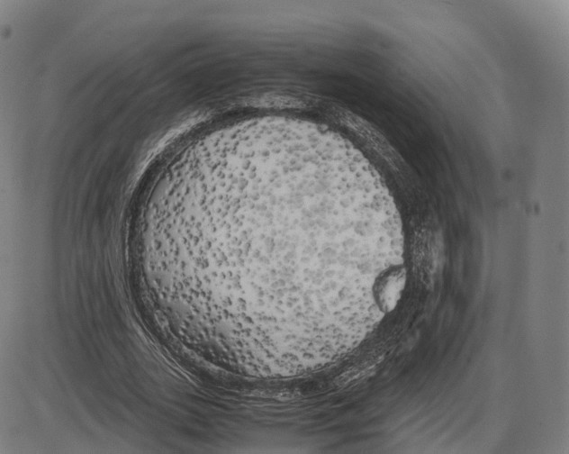 X0000083980727200703161556