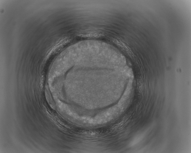 X0000083980735200703161556