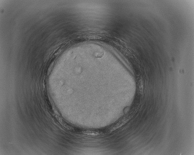 X0000083980746200703161556