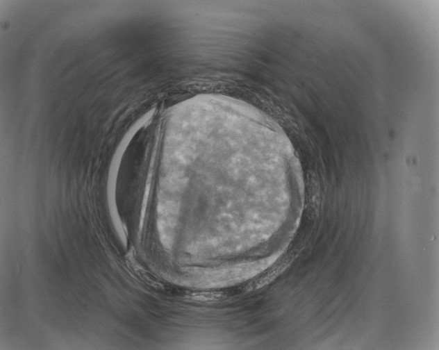 X0000083980758200703161557