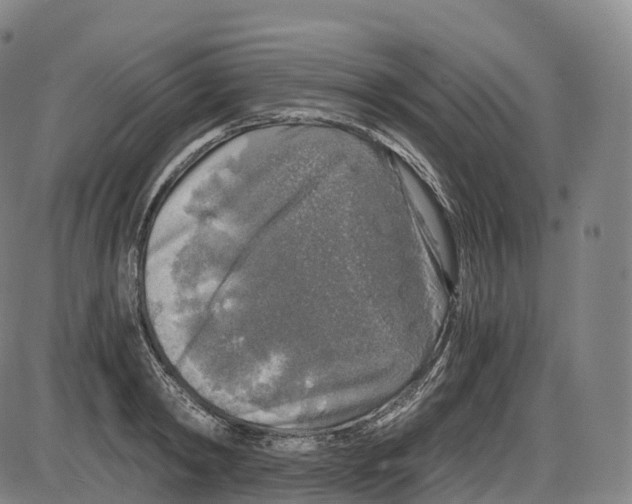 X0000083980798200703161555