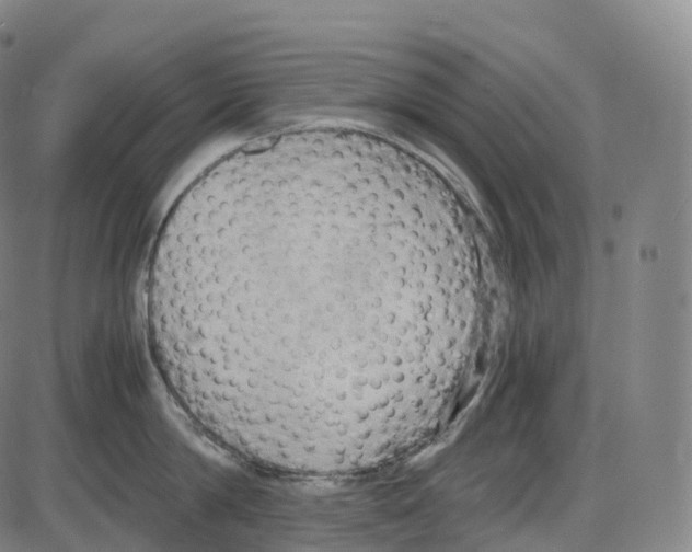 X0000083980814200703161555