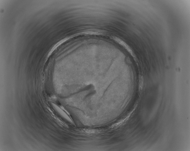 X0000083980829200703161555