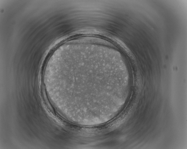 X0000083980840200703161555