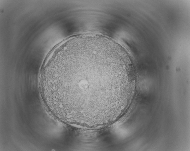 X0000083980856200703161555