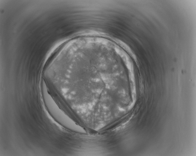 X0000083980863200703161555