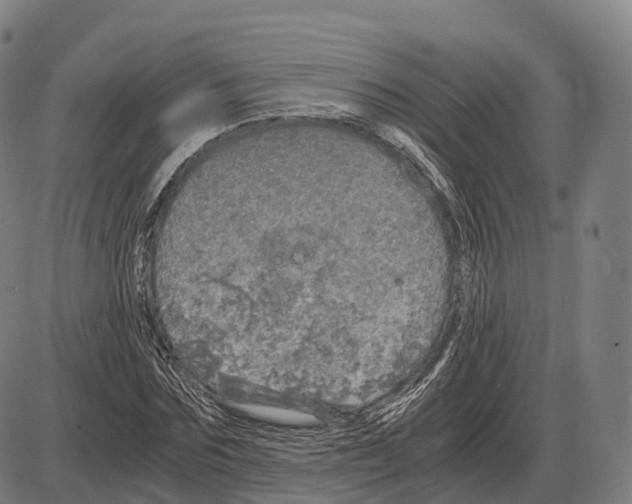 X0000083980875200703161554