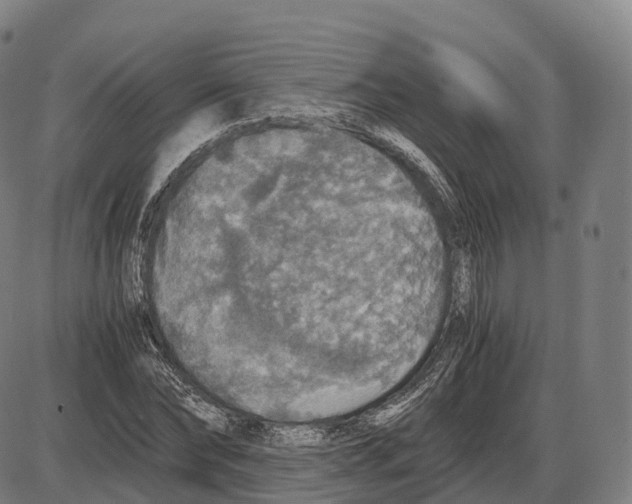 X0000083980878200703161554