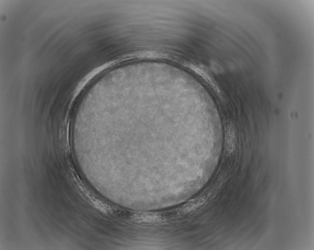 X0000083980886200703161554