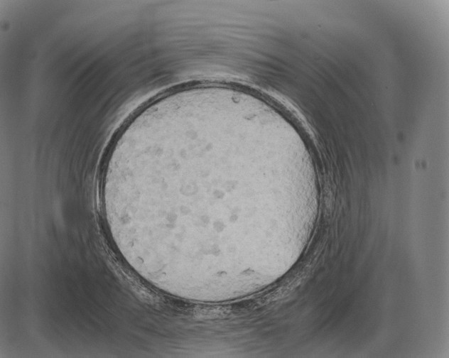 X0000083980887200703161554